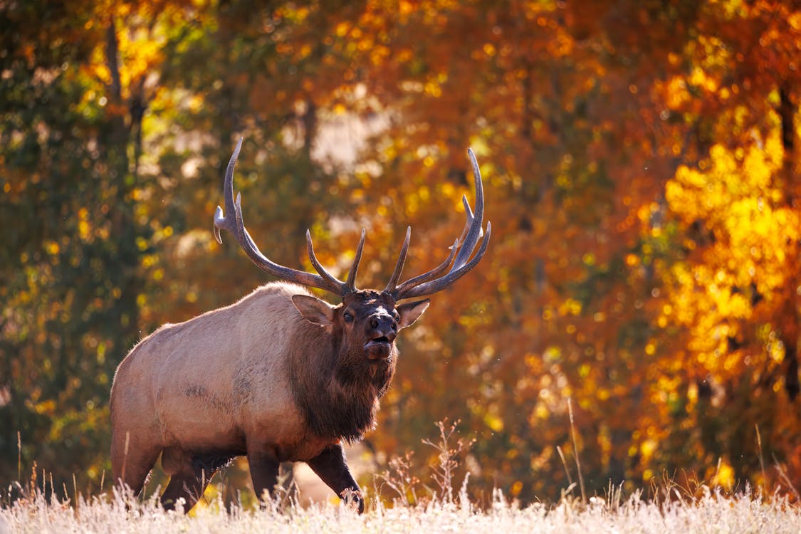 Hunter kneeling in dark timber using a diaphragm call with a bugle tube during September elk season with morning fog in the background