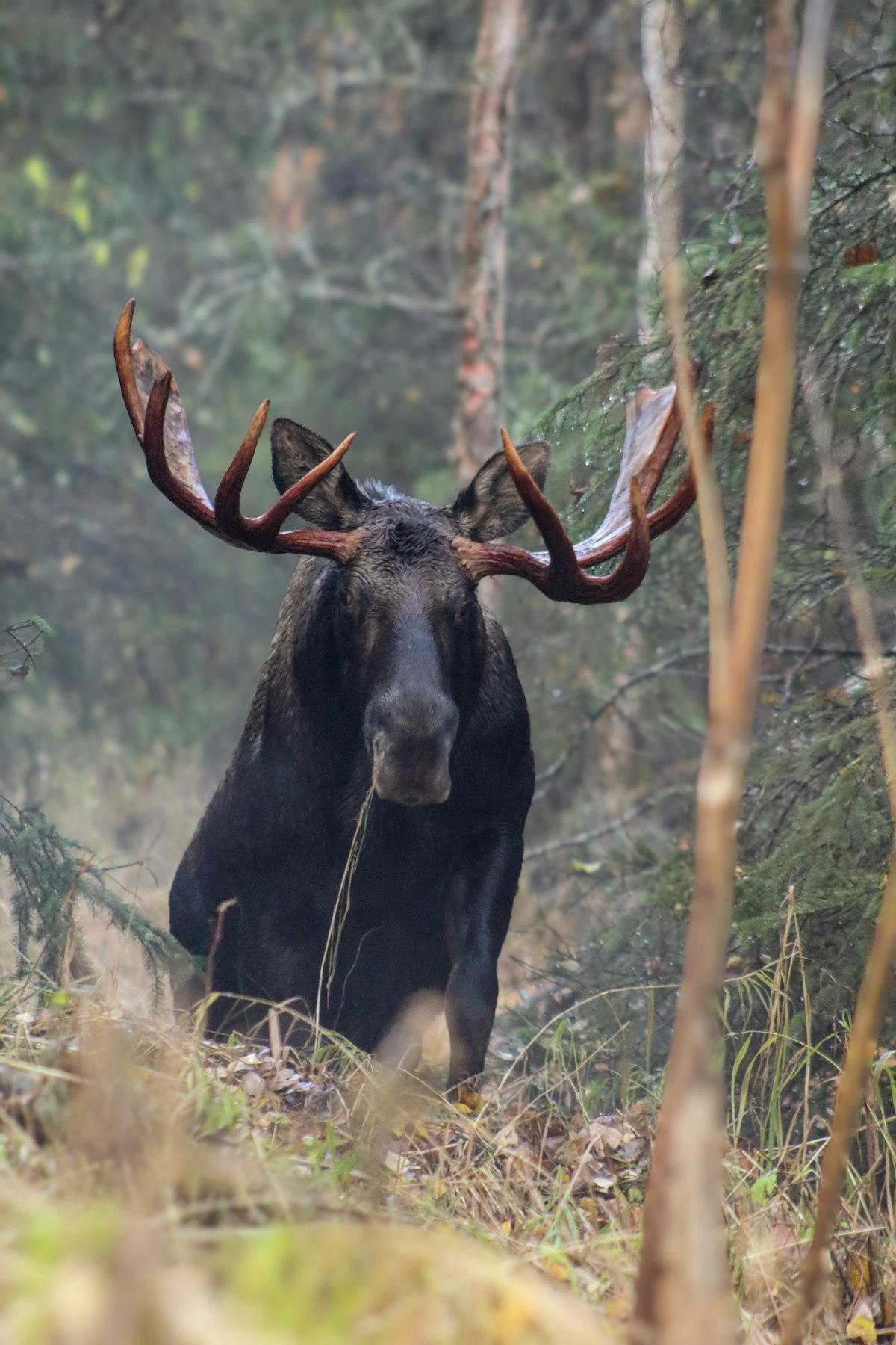 Large bull moose standing in an Alaskan river flat with fall tundra colors and snow-capped mountains in the background