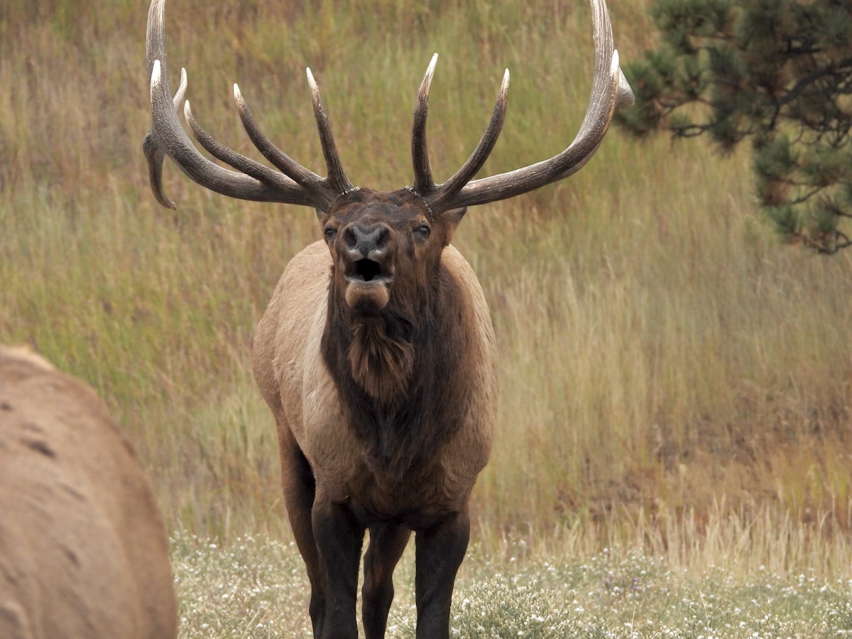 Mature bull elk standing in a high mountain meadow during Colorado rifle season with dark timber and snow-dusted peaks behind