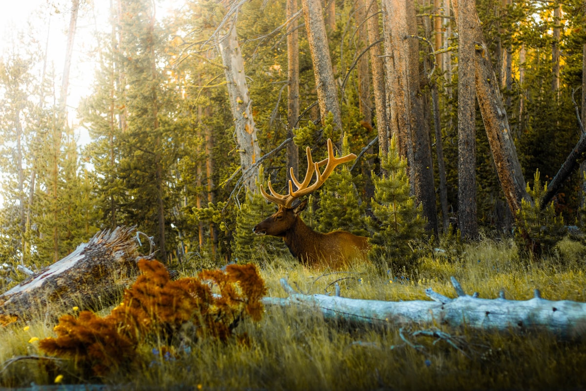 Bull elk standing in a foggy Idaho mountain meadow with dark timber ridgeline in the background