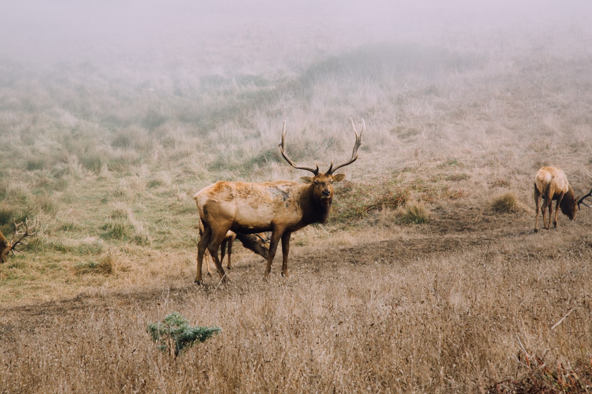 Mature bull elk standing in a golden meadow below ponderosa pines in the Gila National Forest at sunrise