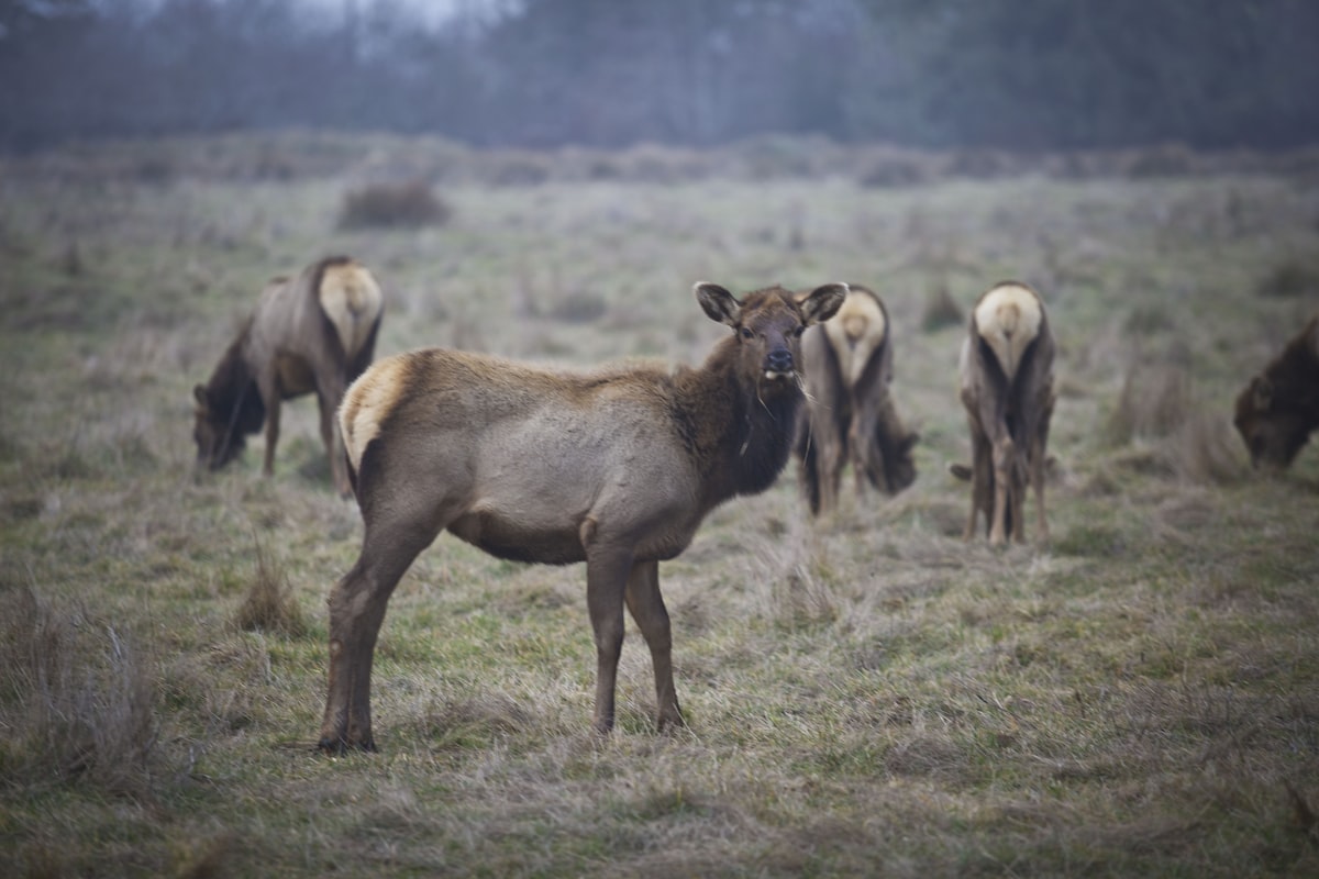 Bull elk standing in a mountain meadow at sunrise with autumn aspens in the background