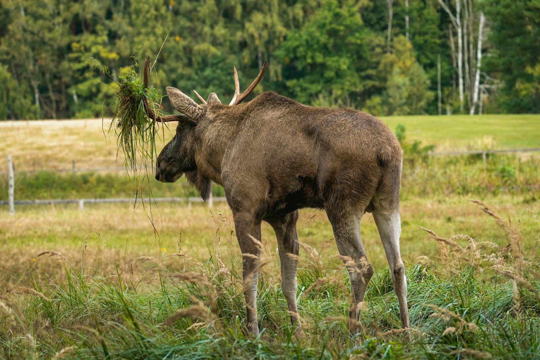 Bull elk standing at timberline with state harvest success rate comparison charts overlaid