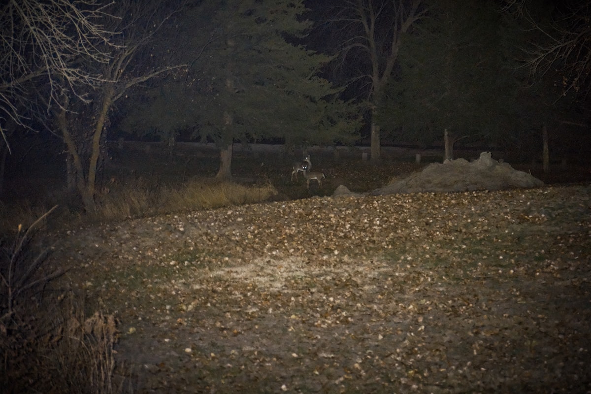 Trail camera strapped to a pine tree trunk overlooking a game trail through aspen forest