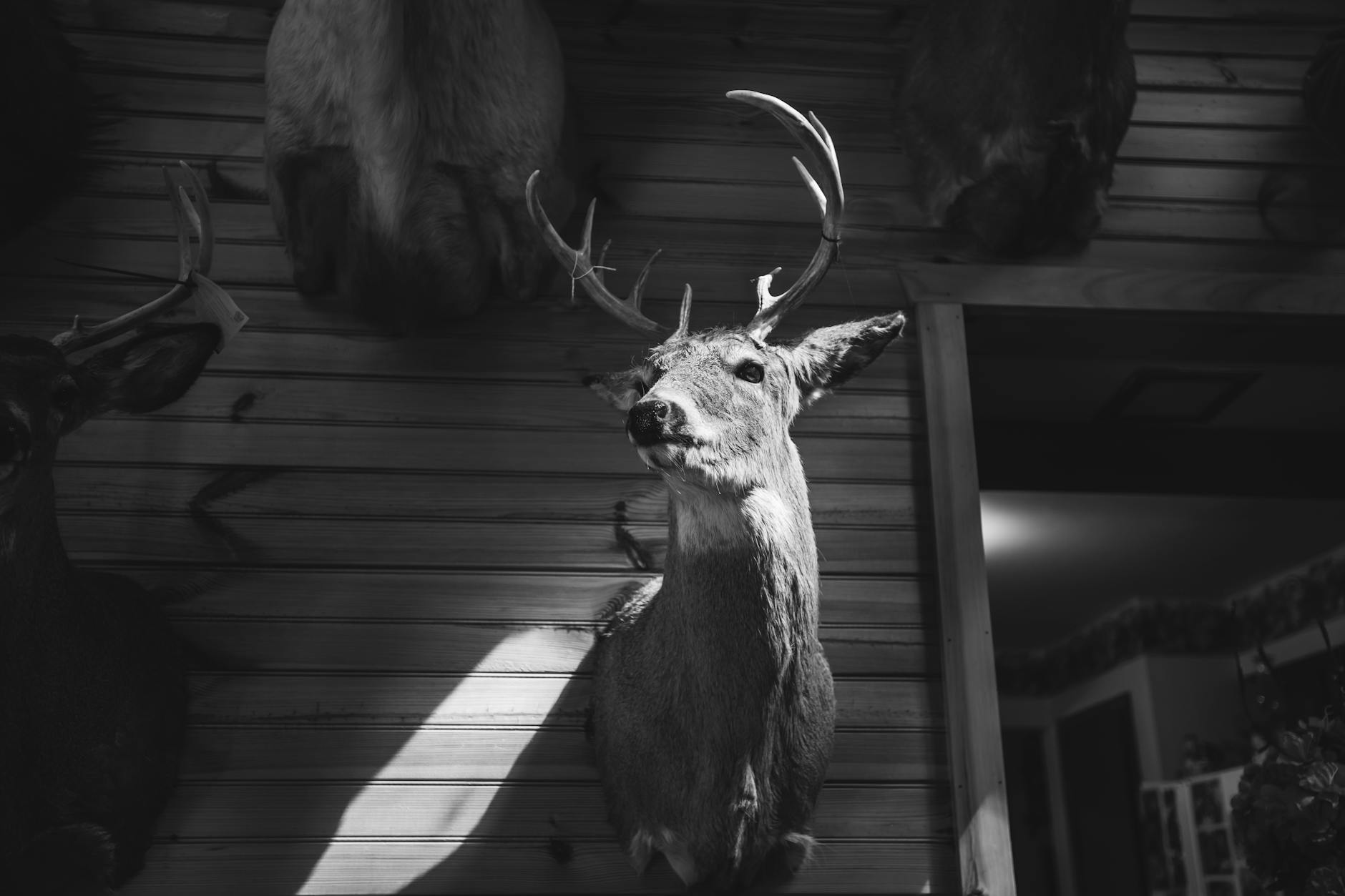 Taxidermist working on a bull elk shoulder mount in a professional taxidermy shop