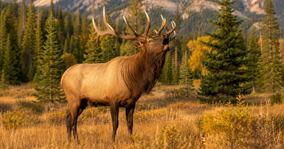 Bull elk standing in mountain meadow surrounded by pine forest in early fall