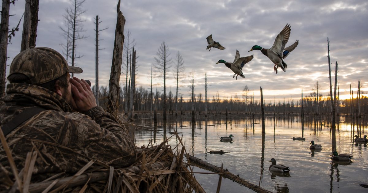 Duck hunter in a flooded timber blind calling to mallards cupped wings on final approach