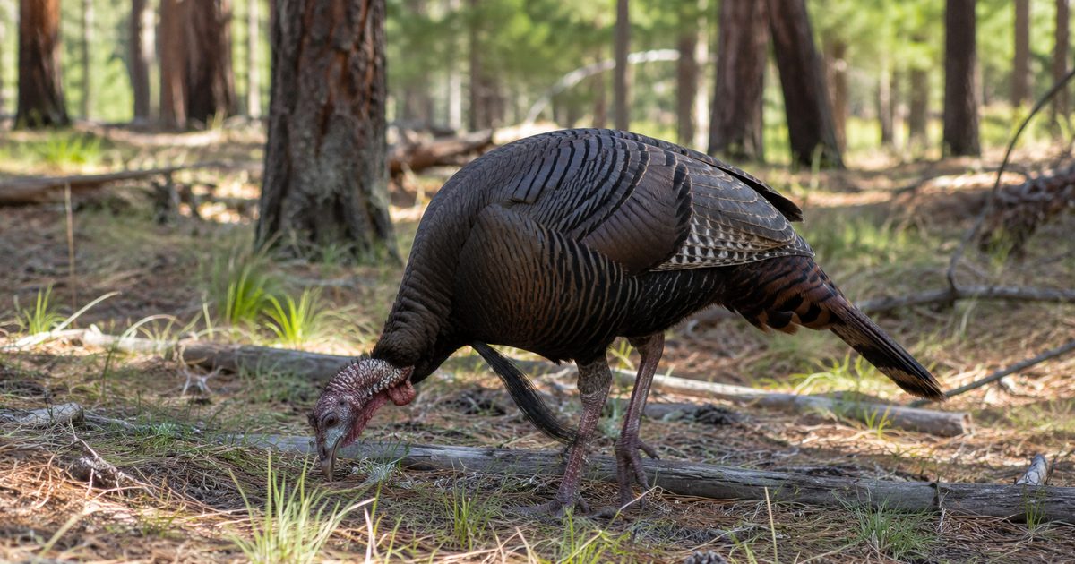 Wild turkey in Utah mountain terrain