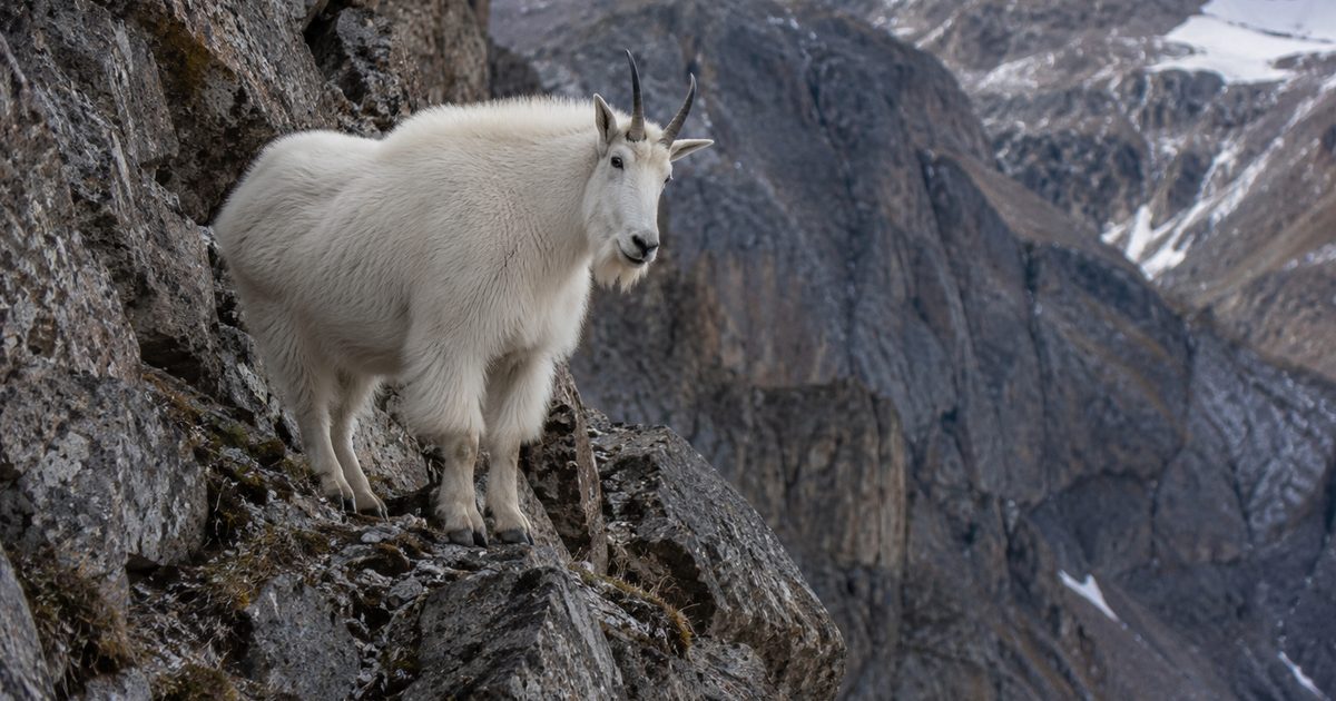 Mountain goat standing on rocky alpine cliff face in rugged backcountry terrain