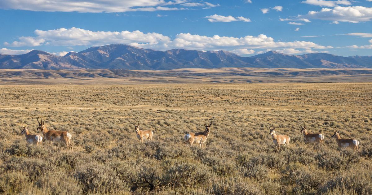 Mature pronghorn buck standing broadside on Wyoming sagebrush flats, horns silhouetted against the sky