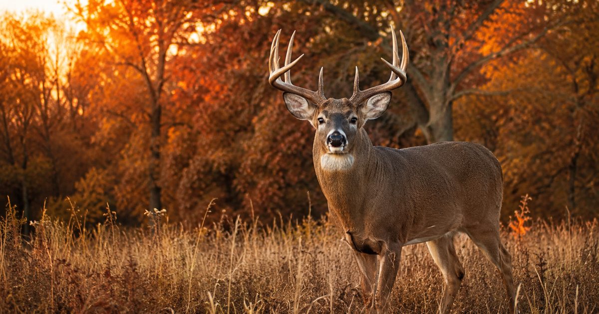 Whitetail deer buck in Pennsylvania hardwood forest