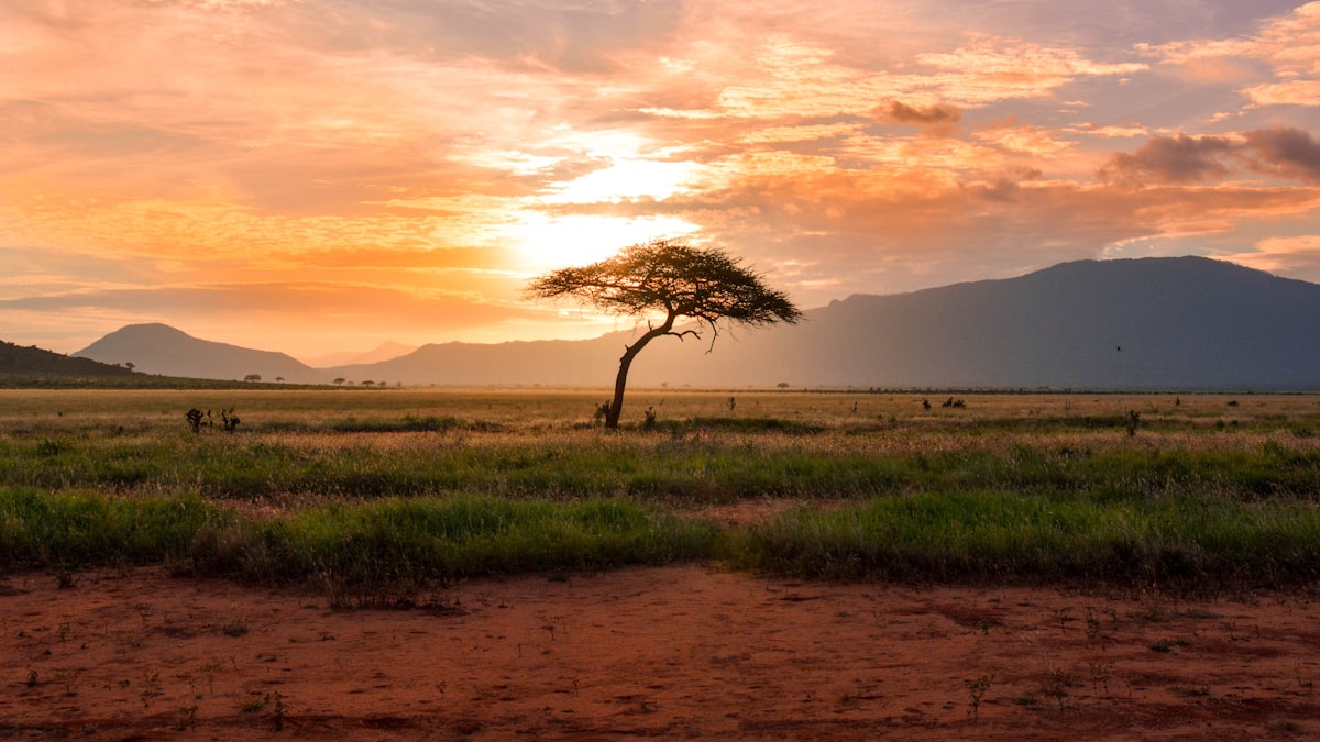 African savanna landscape at golden hour with acacia trees and distant mountains in a classic safari hunting setting