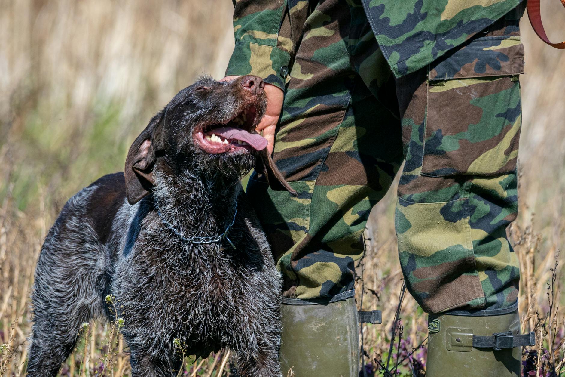 Hunter working with a pointing dog on obedience training in a field with birds visible in the background