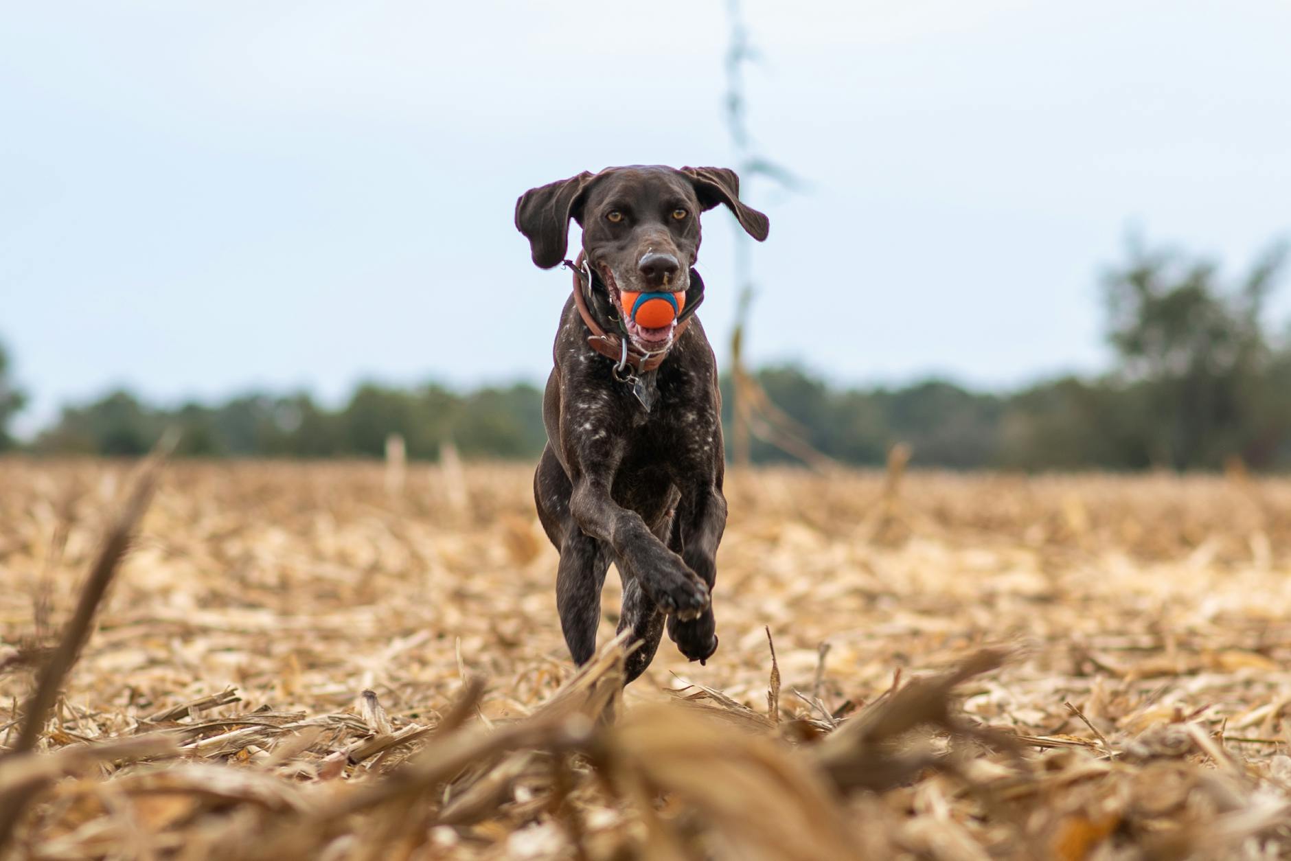 Young Labrador retriever puppy holding a training bumper during a fetch session in a backyard