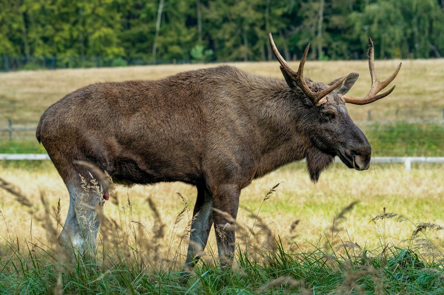 Hunter glassing a bull elk with a spotting scope to evaluate antler score from a distance