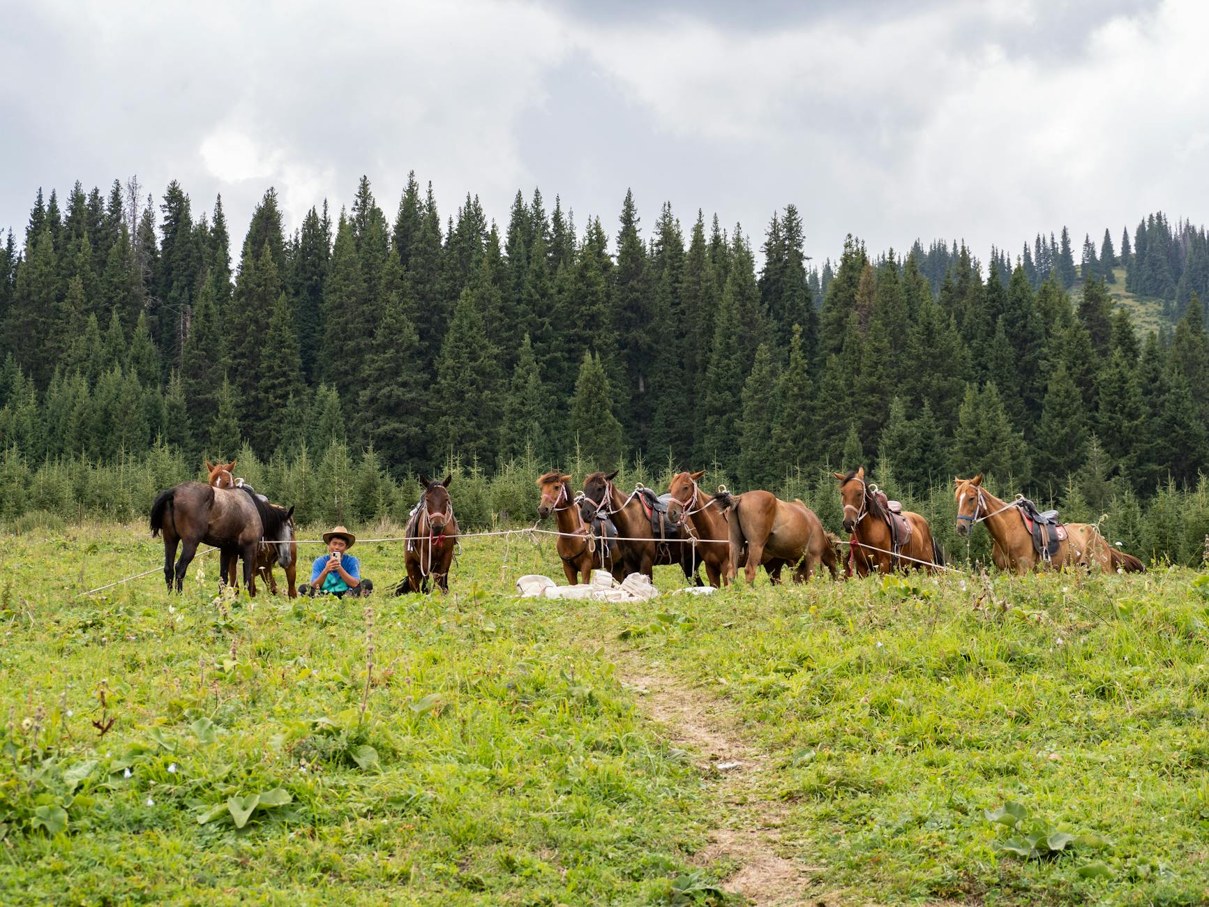 String of pack horses with outfitters resting in an alpine meadow above timber