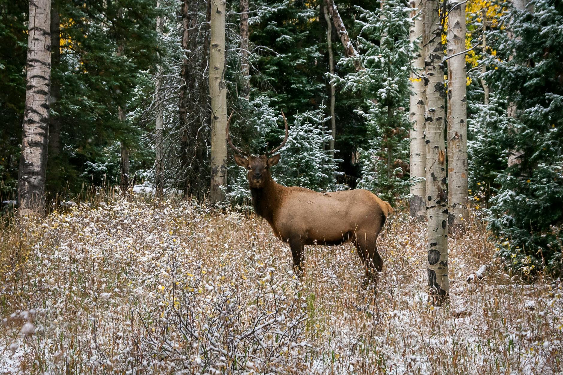 Hunter shaking hands with an outfitter guide at a mountain camp before a guided elk hunt
