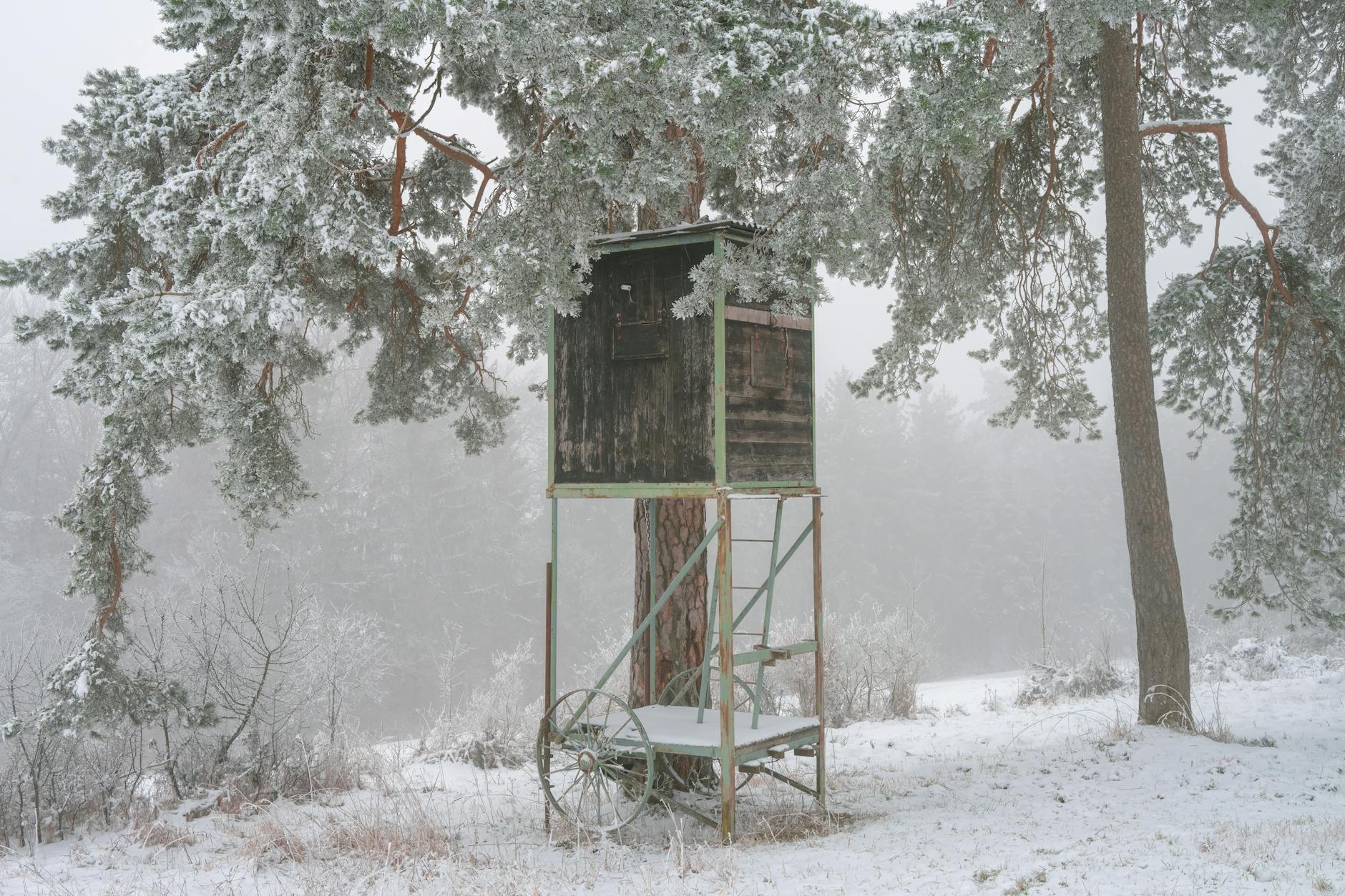 Deer feeding aggressively in a field on a clear cold morning following a fall weather front