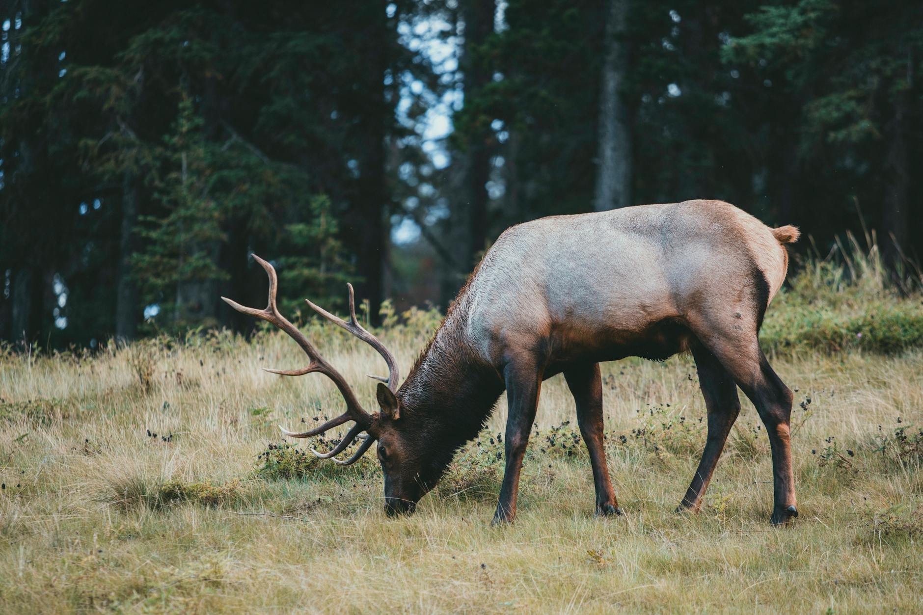 Hunter's trophy room showing a turkey fan, mule deer mount, and elk cape representing different seasons