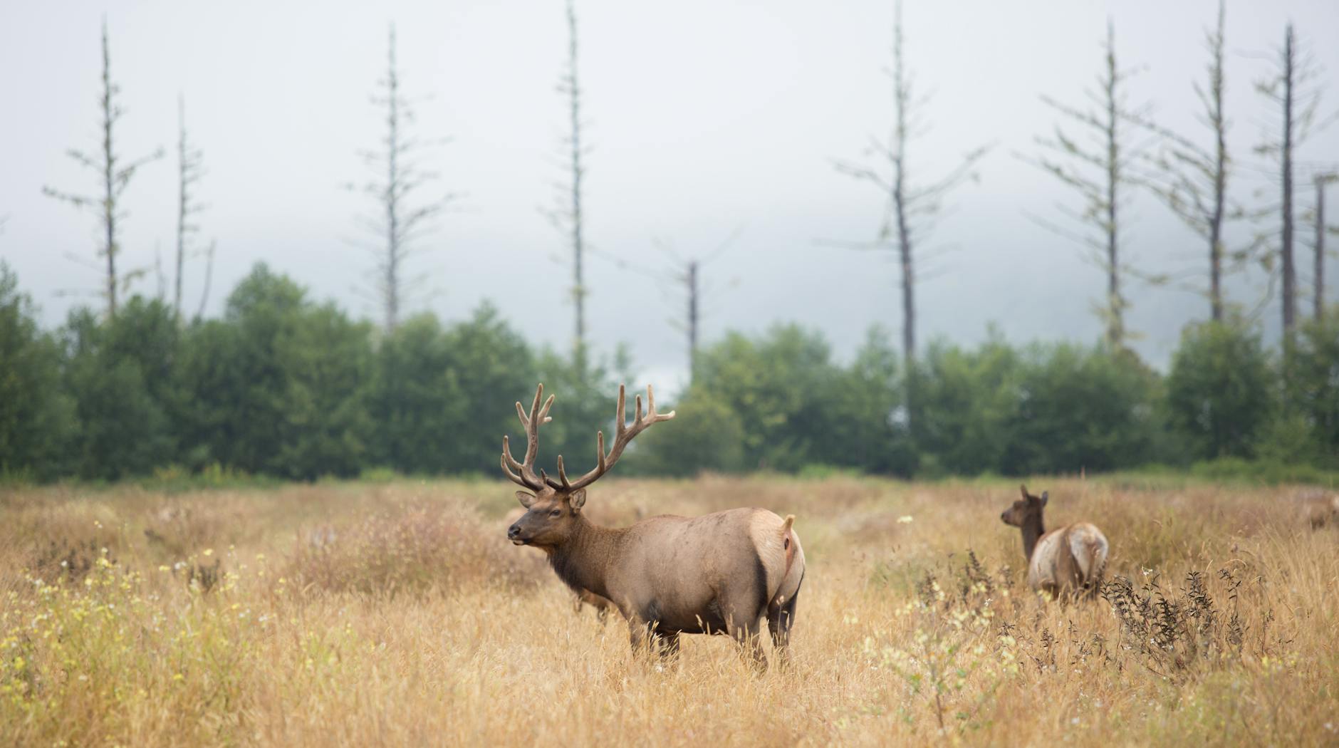 Whitetail bucks moving along a field edge at dawn after a cold front pushed through overnight