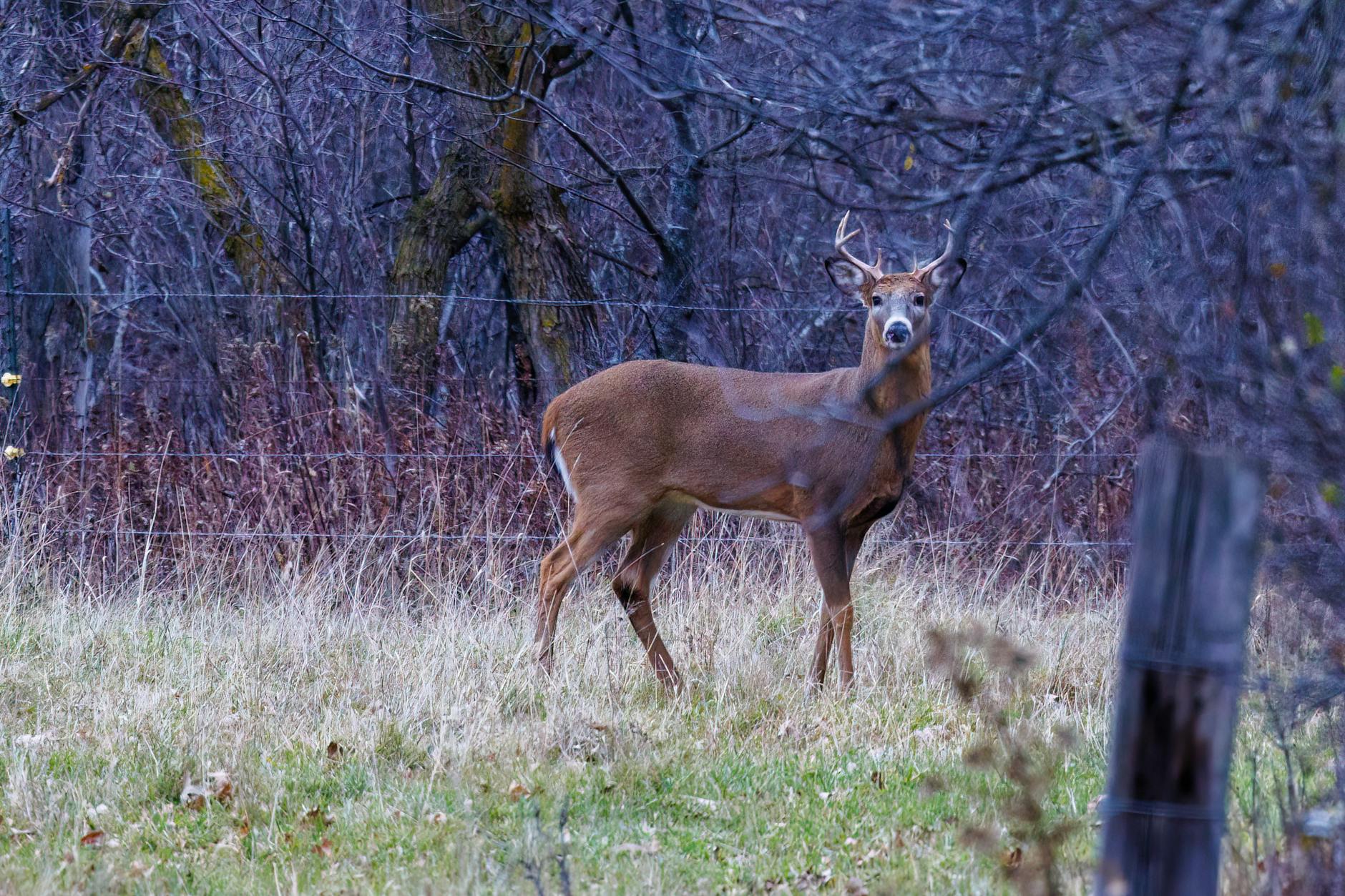 Large whitetail buck with swollen neck mid-November making a scrape in hardwoods