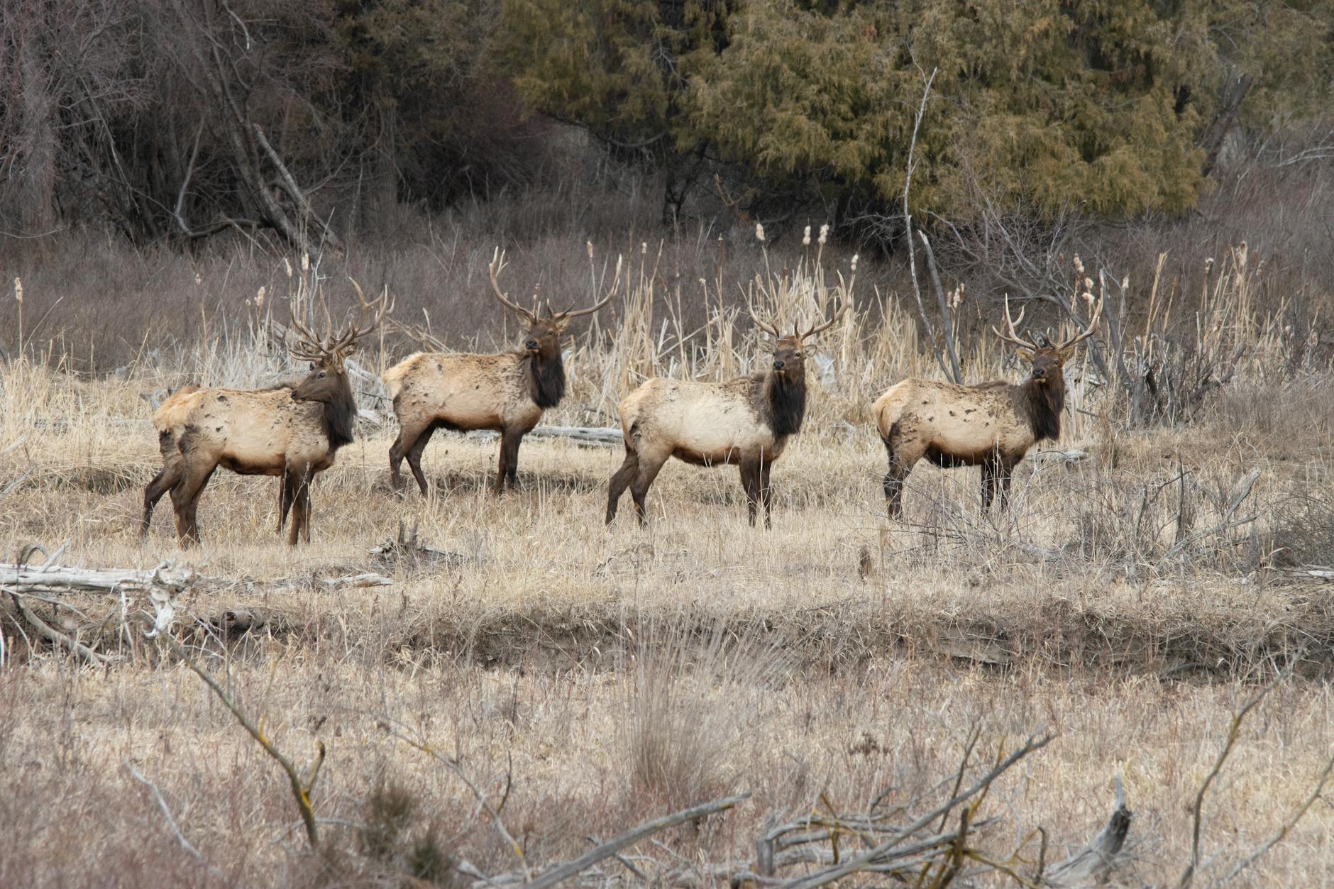 Hunter watching a group of elk move through a meadow during a prime morning activity window